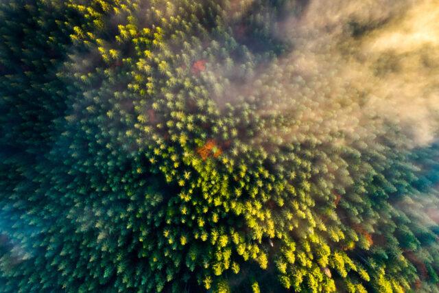 aerial view of a forest
