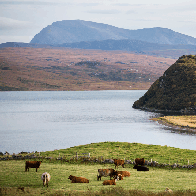 Cows grazing in a field