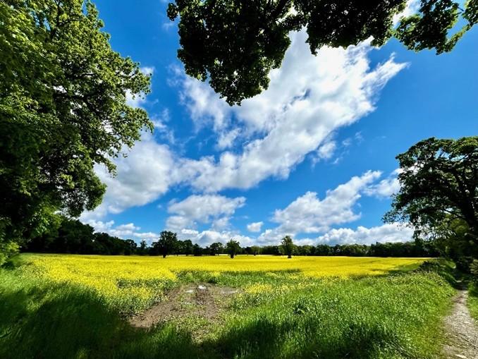 Field with open sky and trees